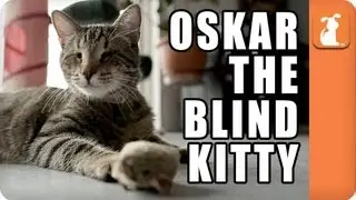 Oskar the Blind Kitty - Memed