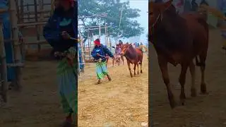 Cow videos 951😅 #shortsvideo #funnyshorts #funny #cowGoru #cowcow #funnycow #animals