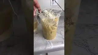 How To Breed Flightless Fruit Flies #youtubeshort #fruitflies #fyp
