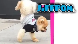 Jiffpom Walks on His Front Paws!