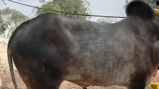 Powerful Hallikar Bulls pulling cart,, Not for sale