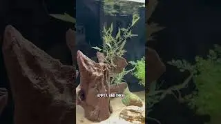 Sicce Mega Filtra vs. Fluval Canisters