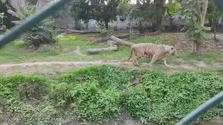 शेर निकला गांव  मे लोग हैरान हुए  मनीष ने बनया bologg