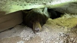 Utah biologists check on hibernating bears