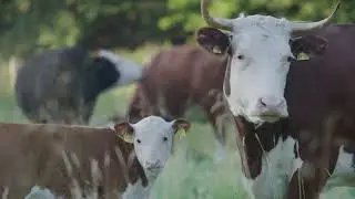 IYFEP-Gastbetriebe stellen sich vor - Der Borchelhof bei Paderborn
