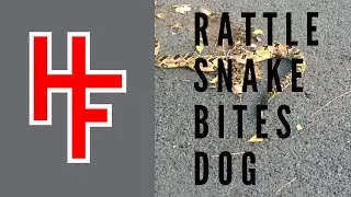 Rattlesnake Bites Dog