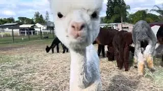 Cute Butt #alpaca #alpacafarm #cute