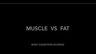Horse Body Condition Scoring: muscle vs fat