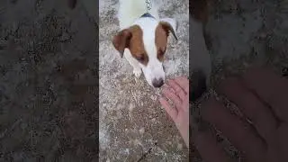 Jack Russell #Terrier named #Мilo, just like in the movie - the only thing missing is a #mask