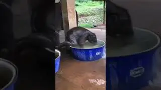 Small baby elephant playing with water