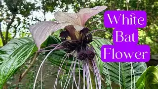 White Bat Flower | Tacca Integrifolia | Care & Maintenance