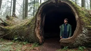 Turning a Hollow Mega Tree Log into a Luxury Survival Shelter (Silent Cinematic Build)