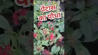 🍃पेंटास का पौधा कैसे लगाया जाता है 🌱 How To Grow Pentas Plant || CareGardener