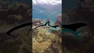How do fish experience climate change? | Where The Ocean Meets: Dr. Jodie Rummer, JCU