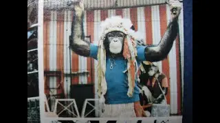 Jungleland with Richard Senate