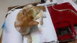 Oyen Manja