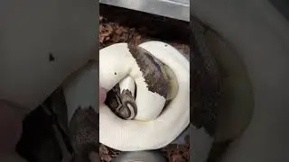 Sad results for this clutch.  8 slugs!  DG Pied x Axanthic Pied #ballpythoneggs #ballpythonbreeding