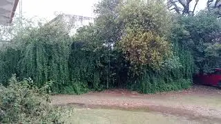 Córdoba, lluvia en enero 2026, hermoso 😍 día gris ( gracias 🫂💞 por las correcciones)