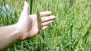 Planting Japanese Millet For Ducks (Part 3) | We've Got Heads..