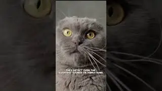 HOW FAST ARE CATS REFLEXES? #shortvideo #shorts #youtubeshorts #animals #cats