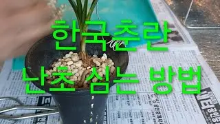 초보자 난초 심는 방법