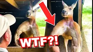 IS THIS THE WORLD'S STRONGEST KANGAROO? 🤯 #Shorts