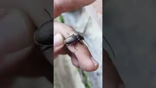 Великолепная лесная жужелица Carabus nemoralis. Маленький охотник