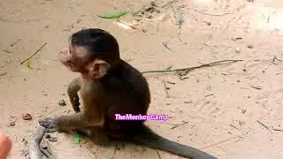 Cute baby monkey