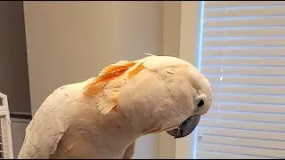 Join Us Live - Flock Friday