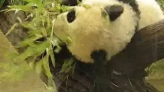 More of cute Pandababy Fu Long