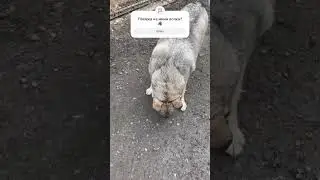 WOW!!! Мини волк в приюте! #приют_для_собак #волк #doglife #собака #собакадаром #animals