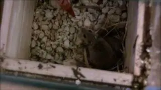 African Pygmy Mice growing up