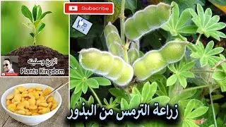 تعلم زراعة الترمس من البذور وحتي الحصاد بالتفصيل