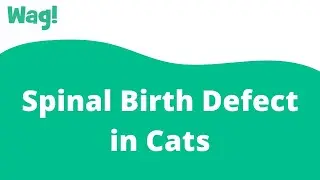 Spinal Birth Defect in Cats | Wag!