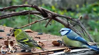 Sit and eat. Синица сидя ест орех. #природа #naturaleza #птицы #чиж #tit