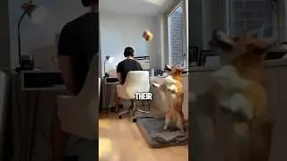 Their Dog Won&rsquo;t Let Them Work (@dash_and_furrious)