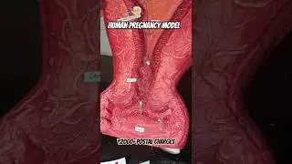 Human Pregnancy Working Model #pregnancy #biologymodels #Bestworkingmodel #medicalcollegelife