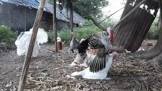 Turkey Mating