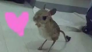 W&uuml;stenspringmaus - funny animal! (Jaculus)