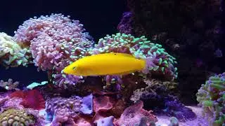 Yellow wrasse 3 years