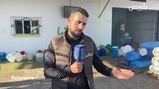 من  القصر الكبير... شاهد  عصير الزيتون وكيف تتم العملية من الشجرة إلى حين بلوغها المستهلك