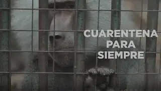 ¿Como es pasar TODA TU VIDA en CUARENTENA? | Zoológico de Córdoba