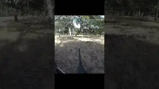 Dr. Alex Tremo Using #pneudart to Tranquilize Red Stags for Testing for Healthy Breeding