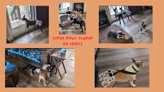 Boston Terrier Super Bowl lineup: Everything to know about Team Fluff vs. Team Ruff