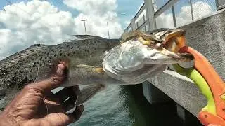 Fishing Paradise!! Them gator trout are here, they&rsquo;re just smart!!!