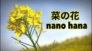 #Japan#spring#春#菜の花#rapeblossoms