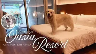 We Threw Our Dog a 5-Star Birthday Staycation | Oasia Resort