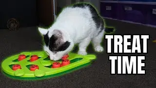 The ULTIMATE treat feeder | Catstages Buggin Out Puzzle & Play