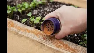 Cayenne Pepper & Beyond: Natural Pest Control in the Garden