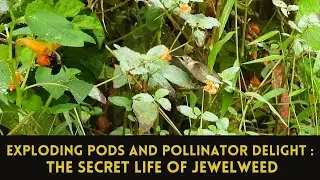 Jewelweed 101: From Bursting Seeds to Pollinator Buffets